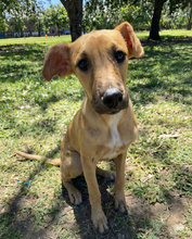 Ejemplo de fotografía de perro enviada por cliente para realizar el modelado 3D de la medalla. Mascota mestiza color marrón.